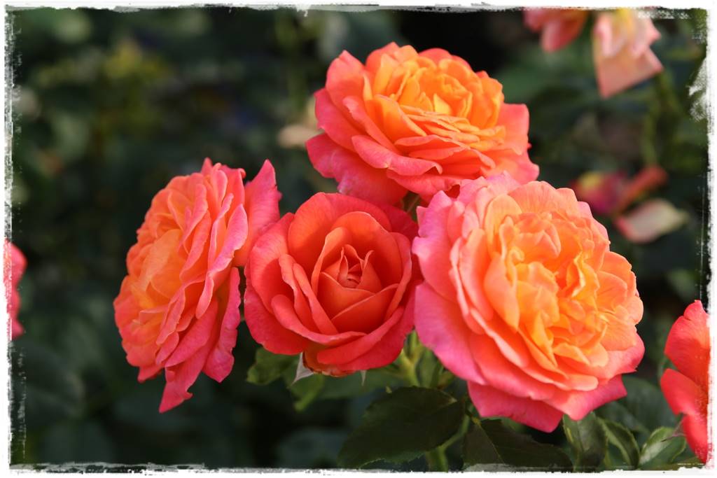 Róże rabatowe 1a Róże rabatowe 1a