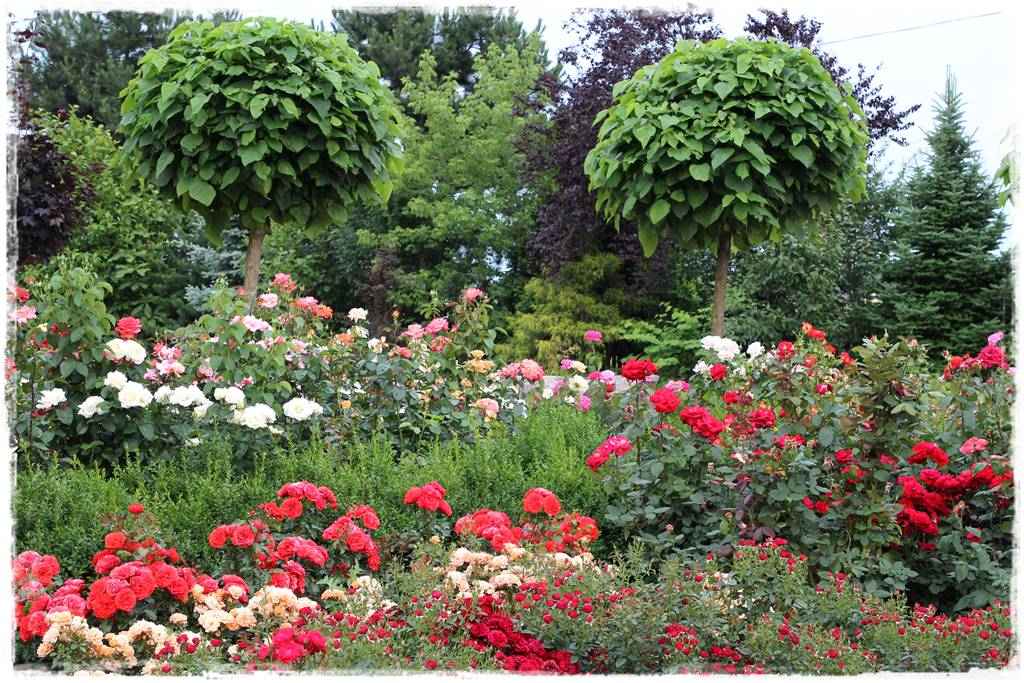 Róże rabatowe 1b Róże rabatowe 1b