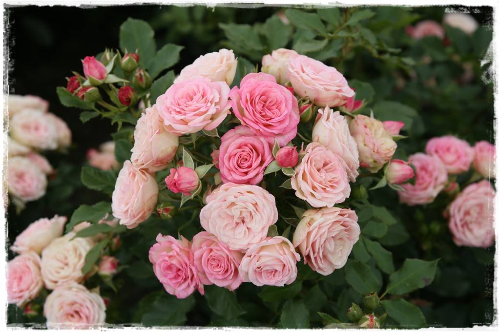 Róże rabatowe 1c Róże rabatowe 1c