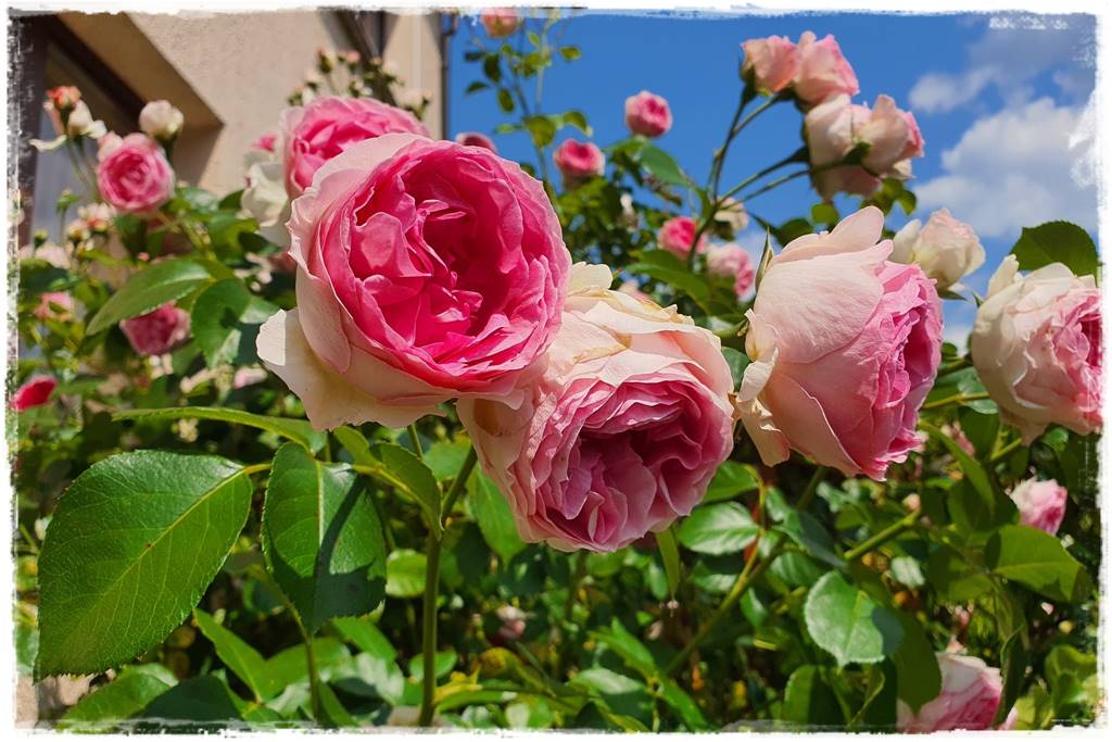 Róże rabatowe 2 Róże rabatowe 2