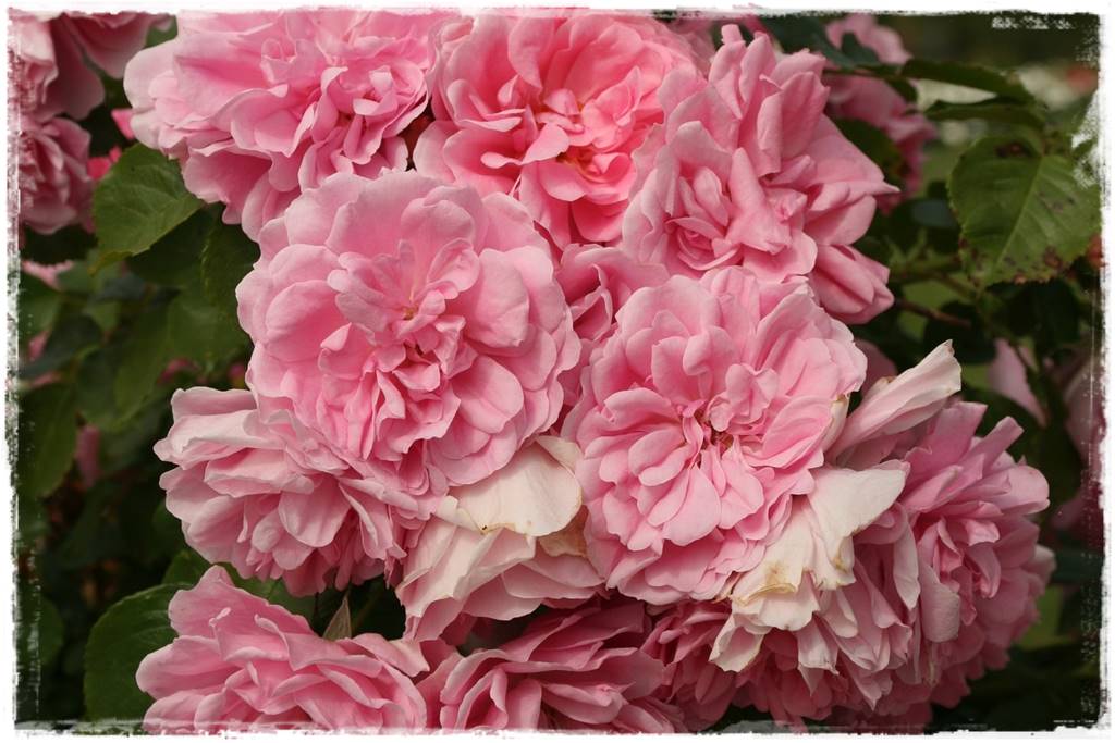 Róże rabatowe 2a Róże rabatowe 2a