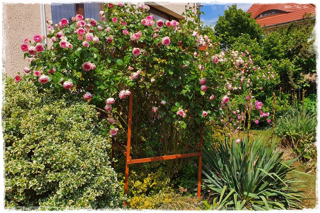 Róże rabatowe 2b Róże rabatowe 2b