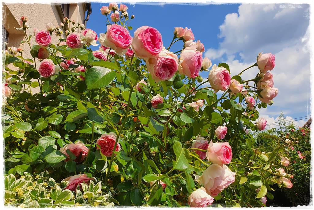 Róże rabatowe 2c Róże rabatowe 2c