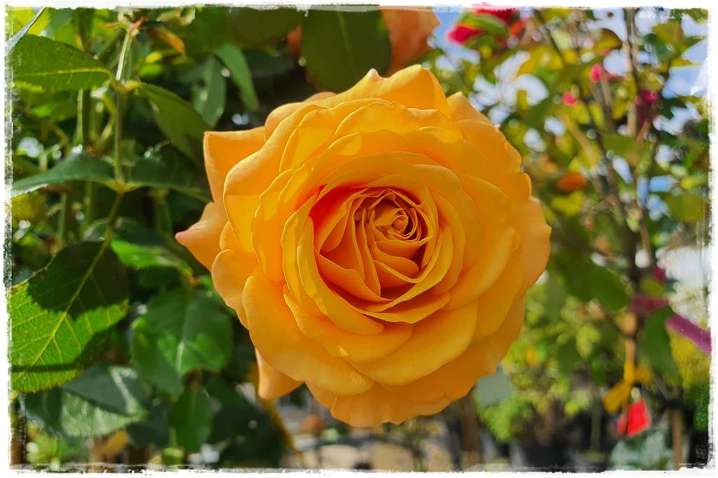 Róże rabatowe 3a Róże rabatowe 3a