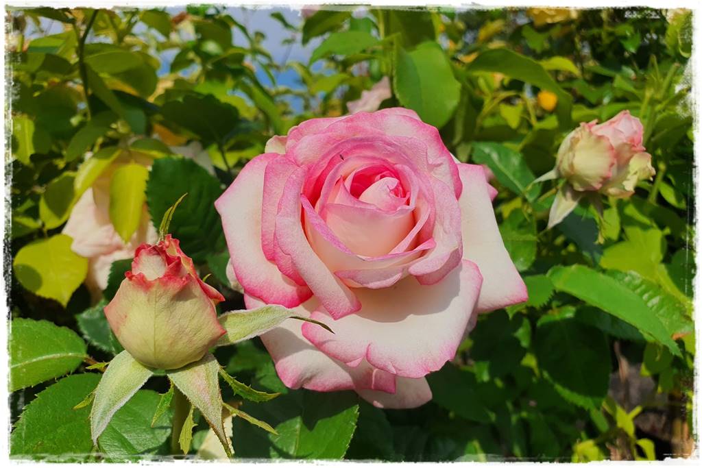 Róże rabatowe 3b Róże rabatowe 3b