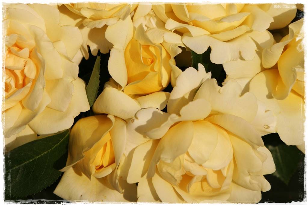 Róże rabatowe 3c Róże rabatowe 3c