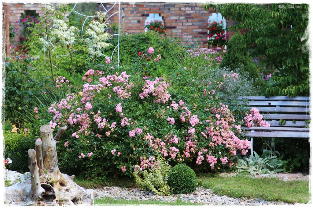 Róże rabatowe 4 Róże rabatowe 4