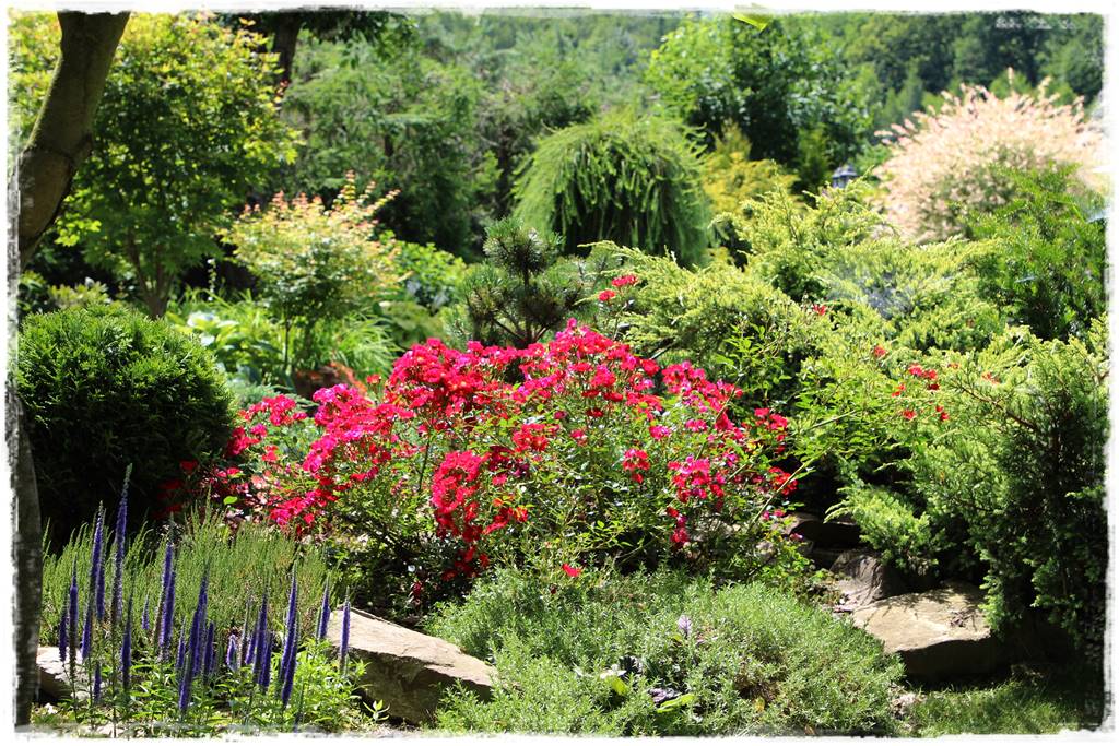 Róże rabatowe 4a Róże rabatowe 4a