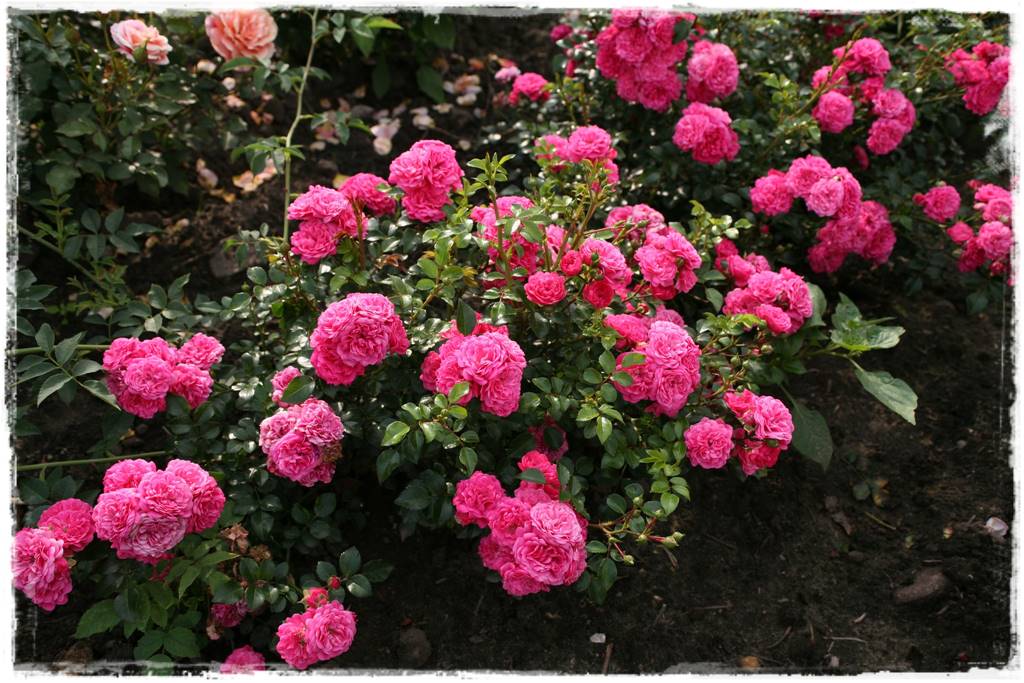 Róże rabatowe 4c Róże rabatowe 4c