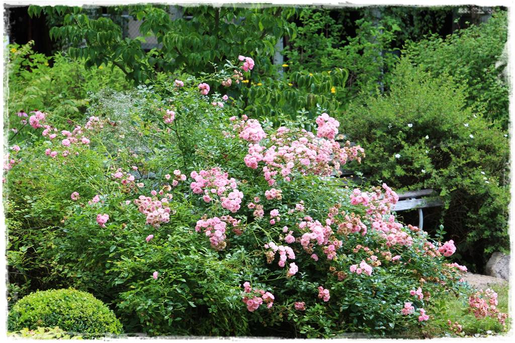 Róże rabatowe 4d Róże rabatowe 4d