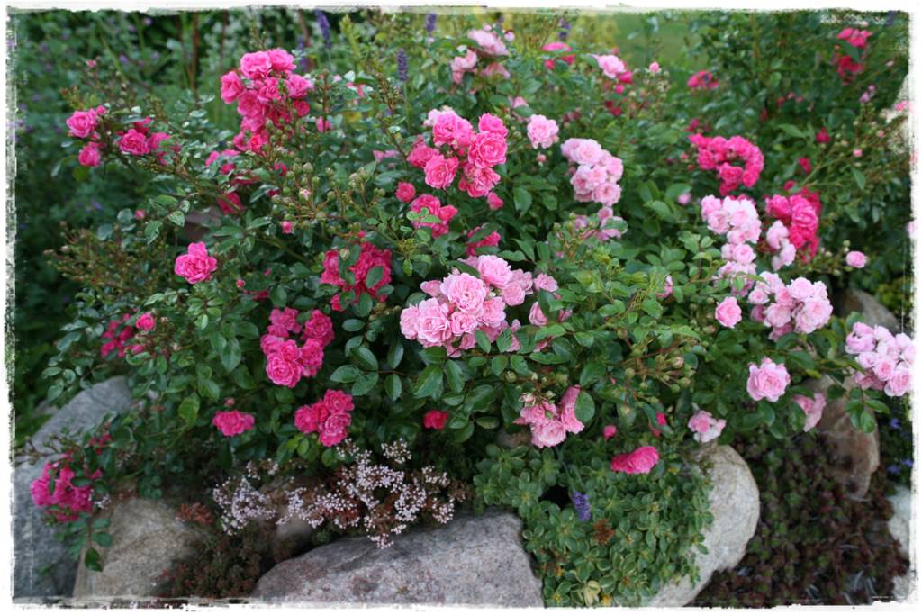 Róże rabatowe 4e Róże rabatowe 4e