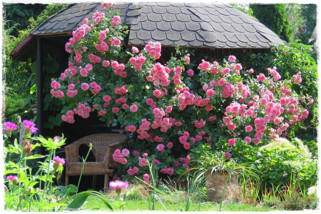 Róże rabatowe 5a Róże rabatowe 5a