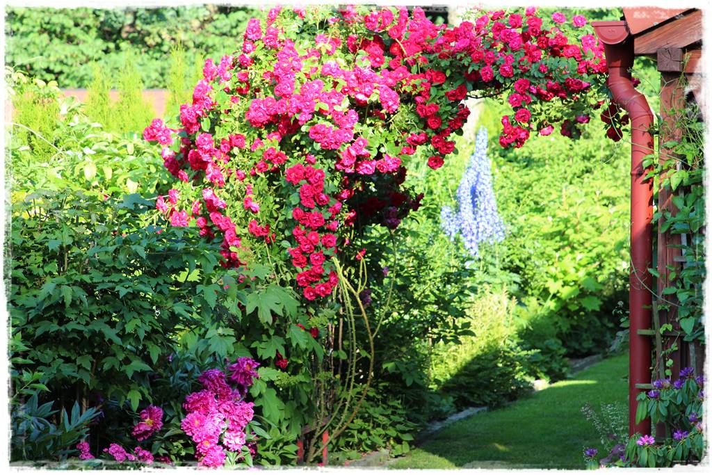 Róże rabatowe 5c Róże rabatowe 5c