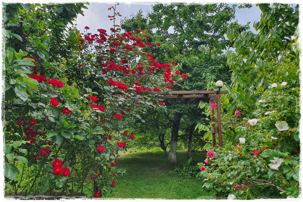 Róże rabatowe 5f Róże rabatowe 5f