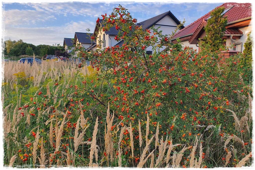 Róże rabatowe 7 Róże rabatowe 7