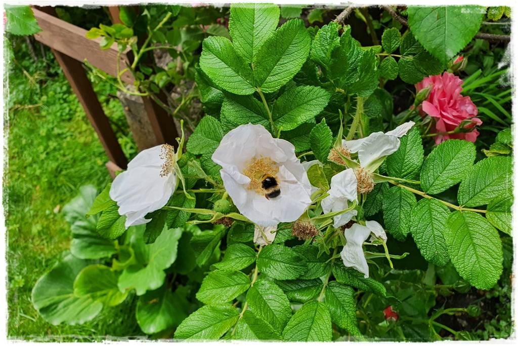 Róże rabatowe 7a Róże rabatowe 7a