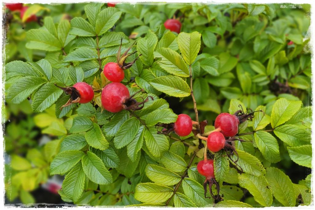 Róże rabatowe 7b Róże rabatowe 7b