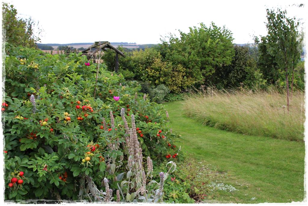 Róże rabatowe 7c Róże rabatowe 7c