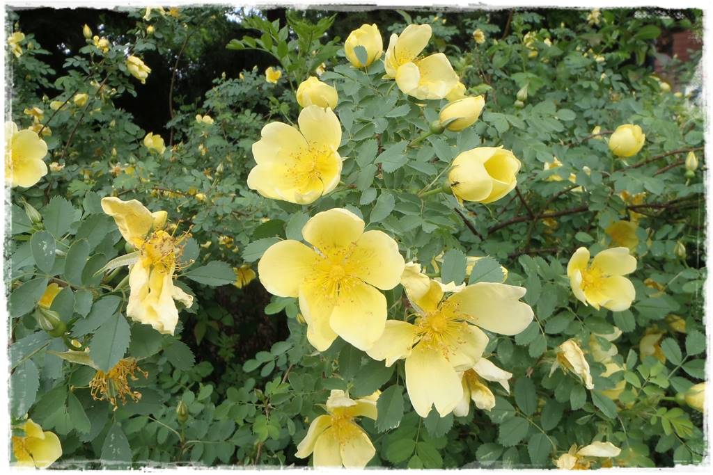 Róże rabatowe 7d Róże rabatowe 7d