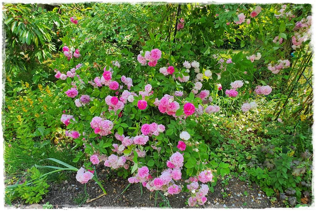 Róże rabatowe 8 Róże rabatowe 8