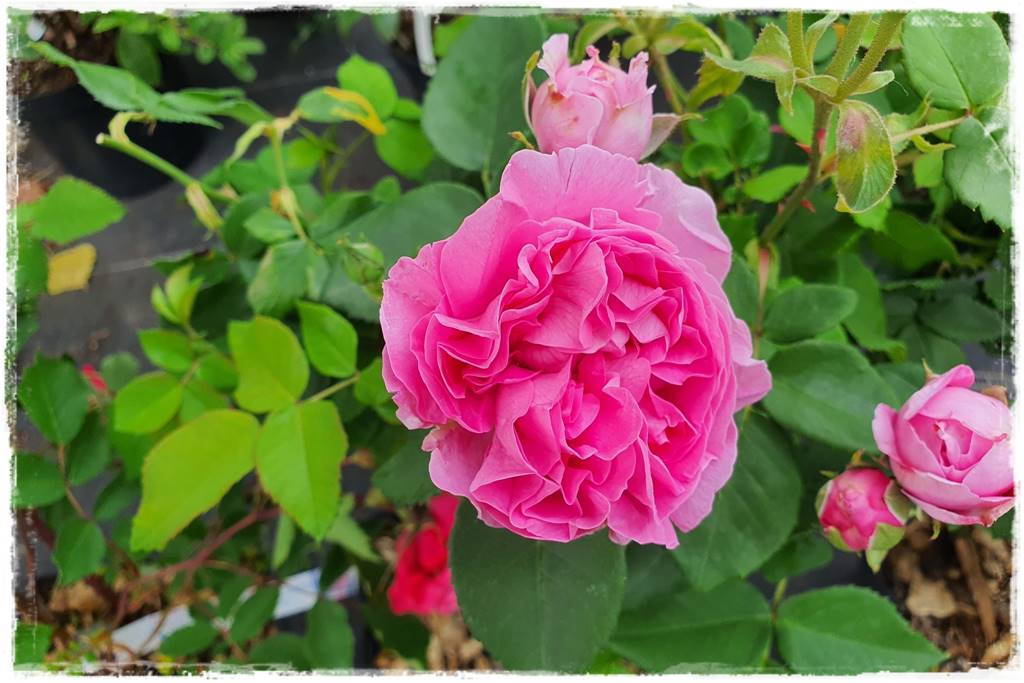 Róże rabatowe 8a Róże rabatowe 8a