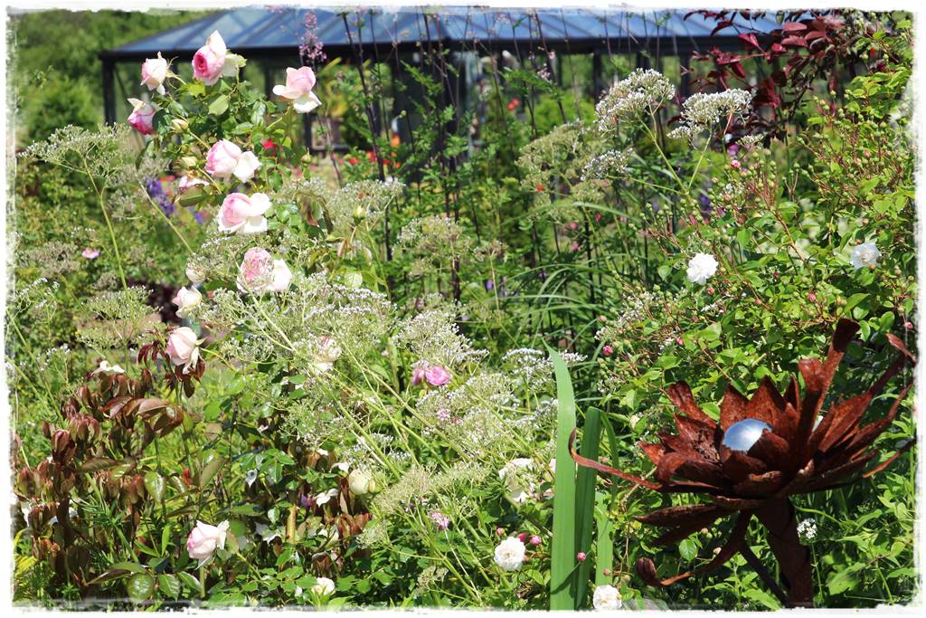 Róże rabatowe 8b Róże rabatowe 8b