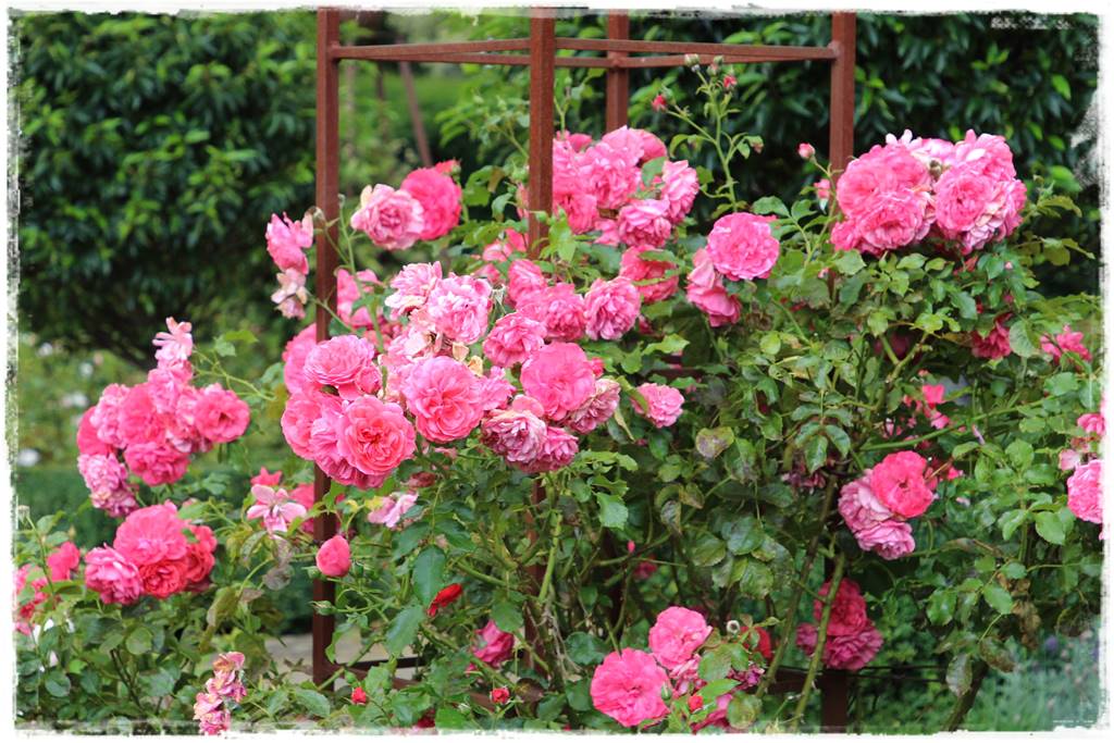 Róże rabatowe 8c Róże rabatowe 8c