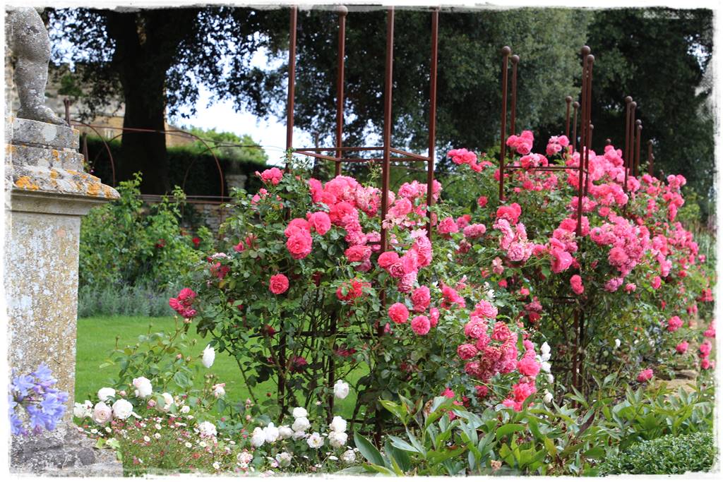 Róże rabatowe 8d Róże rabatowe 8d