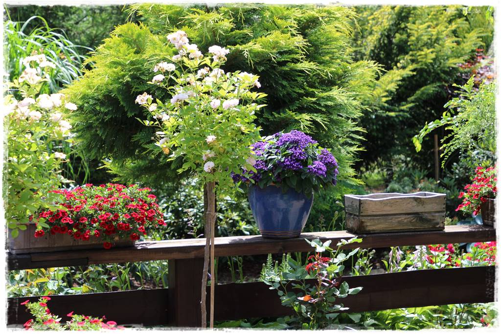 Róże rabatowe 9 Róże rabatowe 9