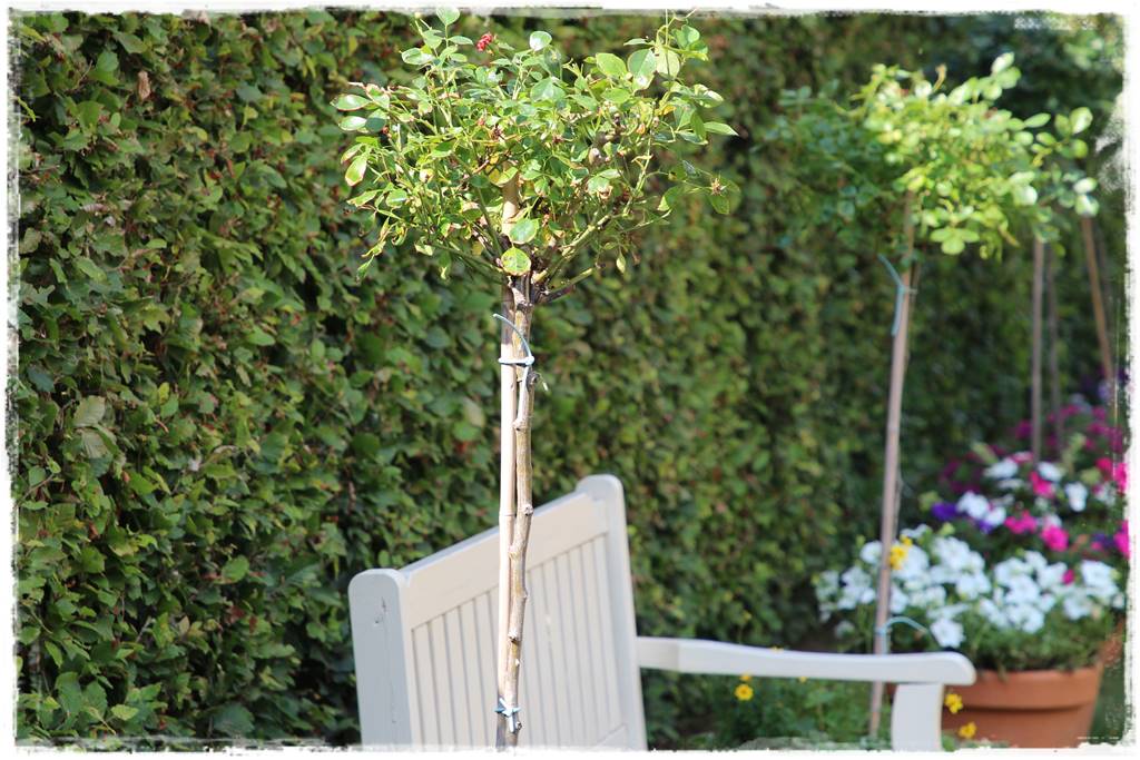 Róże rabatowe 9a Róże rabatowe 9a