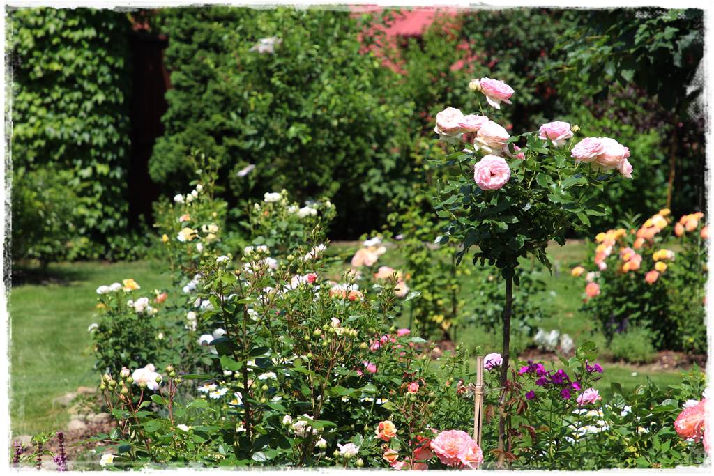 Róże rabatowe 9b Róże rabatowe 9b