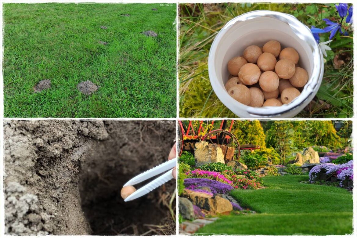 Sposoby na kreta w ogrodzie 0