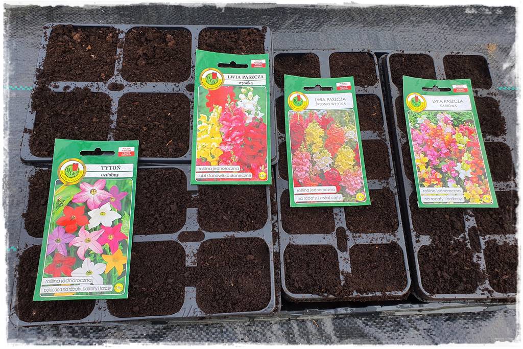 Szklarnia własnej robot 39 Szklarnia własnej robot 39