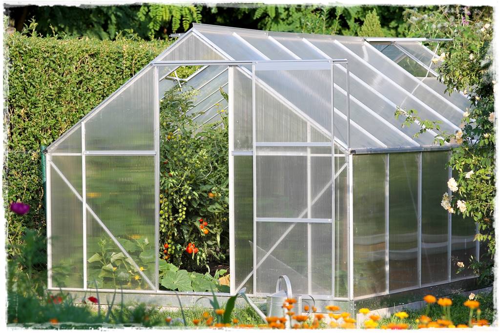 Greenhouse,With,Tomato,Plants,In,The,Garden Greenhouse,With,Tomato,Plants,In,The,Garden