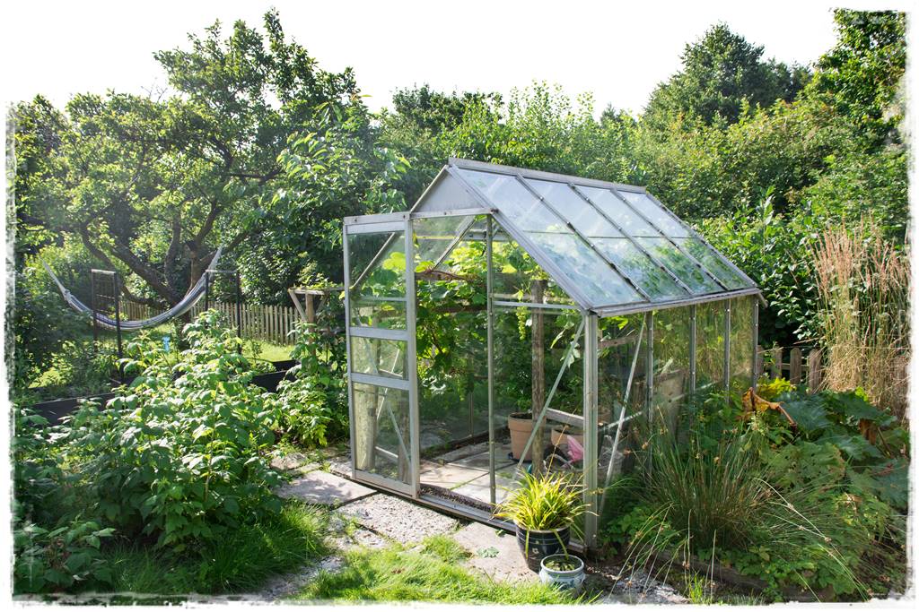 Lush,Green,Garden,With,Big,Old,Plum,Tree,And,Greenhouse Lush,Green,Garden,With,Big,Old,Plum,Tree,And,Greenhouse