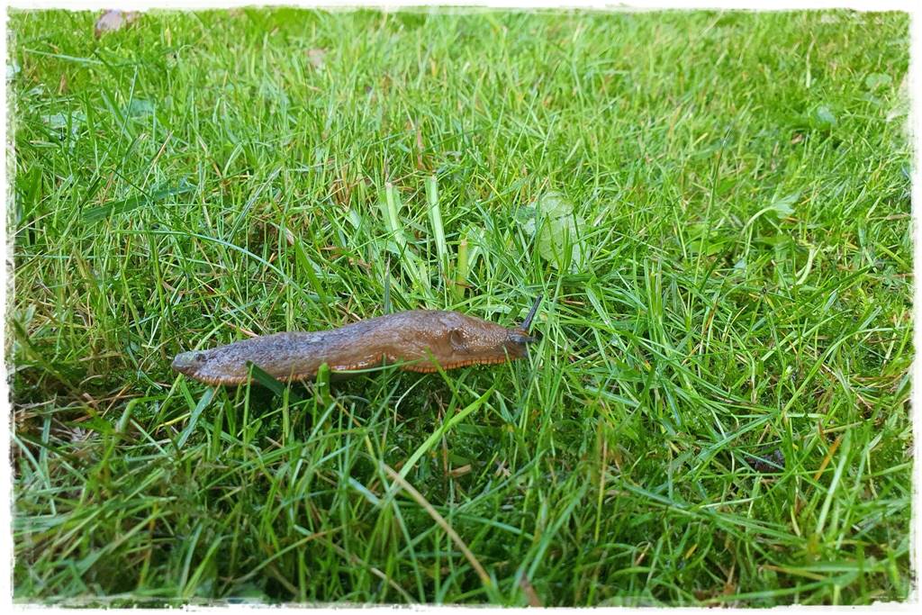 Włóknina ogrodowa 10