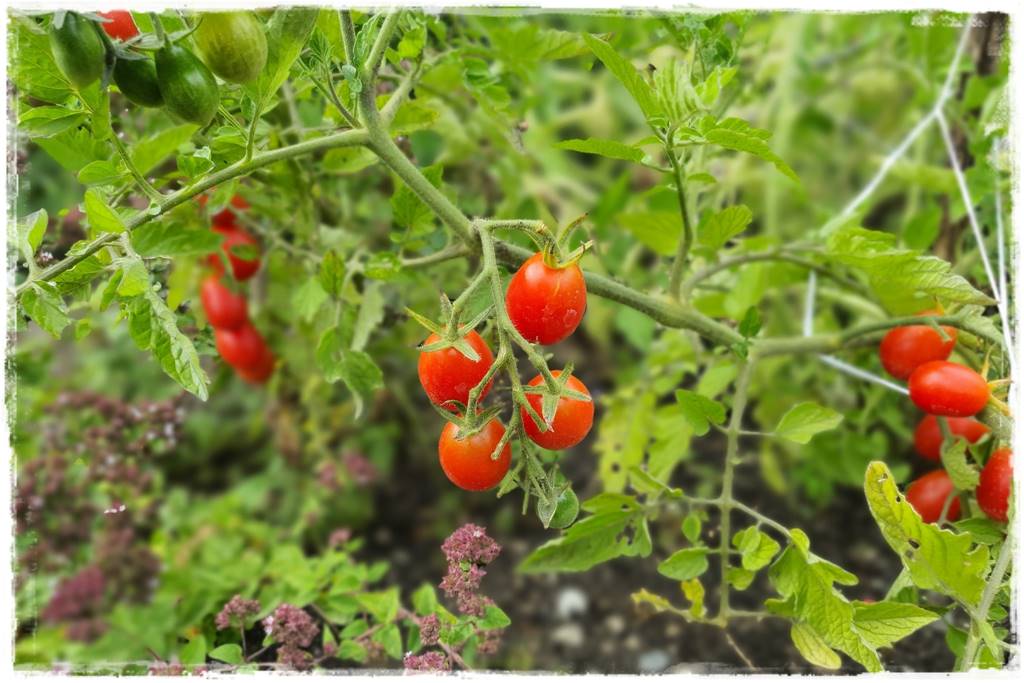 Włóknina ogrodowa 11