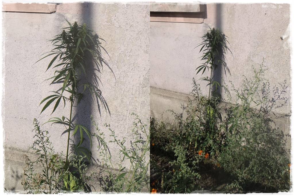 Włóknina ogrodowa 2