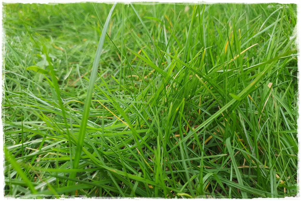 mieszanki trawnikowe 1e