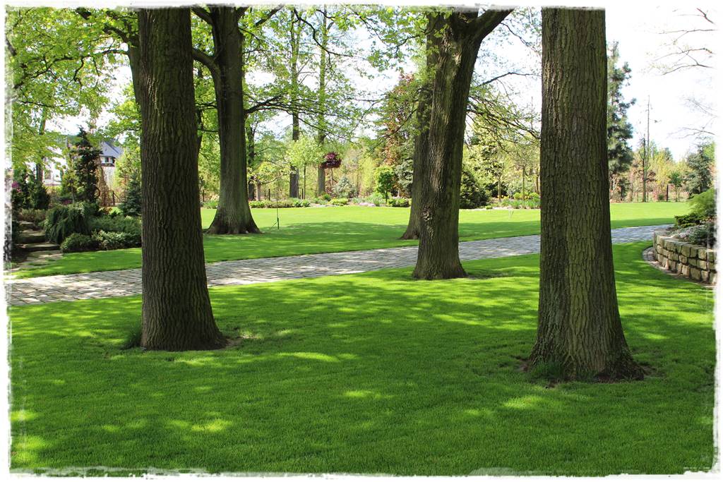 mieszanki trawnikowe 60