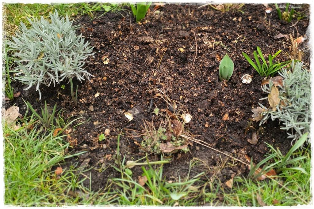 mikroorganizmy w ogrodzie 1d