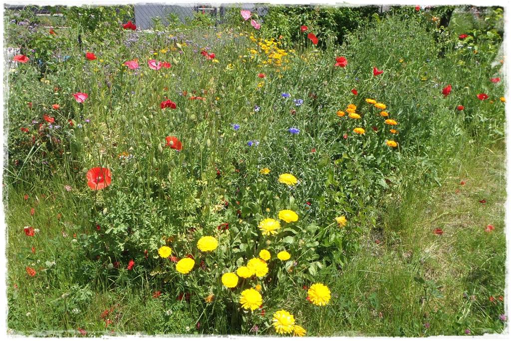 mikroorganizmy w ogrodzie 3e