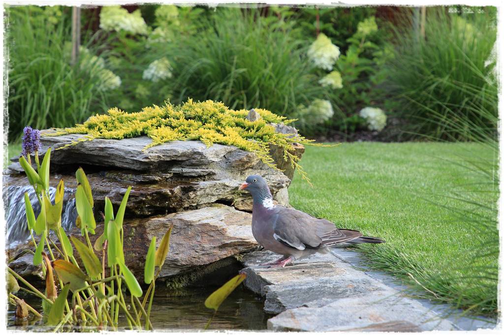 płytka gnejsowa 40b płytka gnejsowa 40b