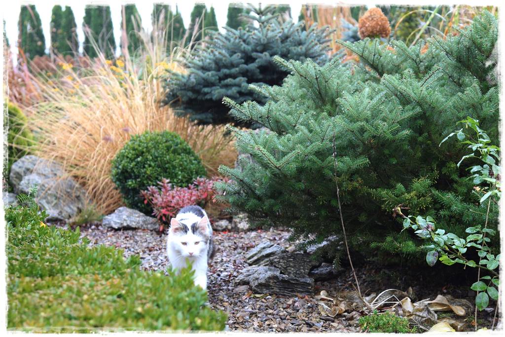 płytka gnejsowa 70b płytka gnejsowa 70b