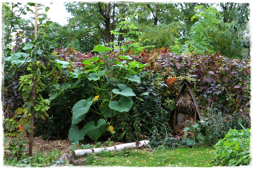 Czym wypełnić podwyższone grządki 1c