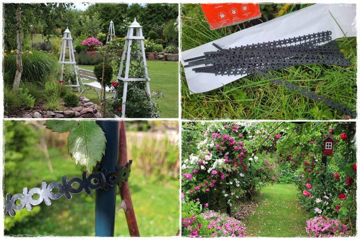 Jak podwiązać róże 0