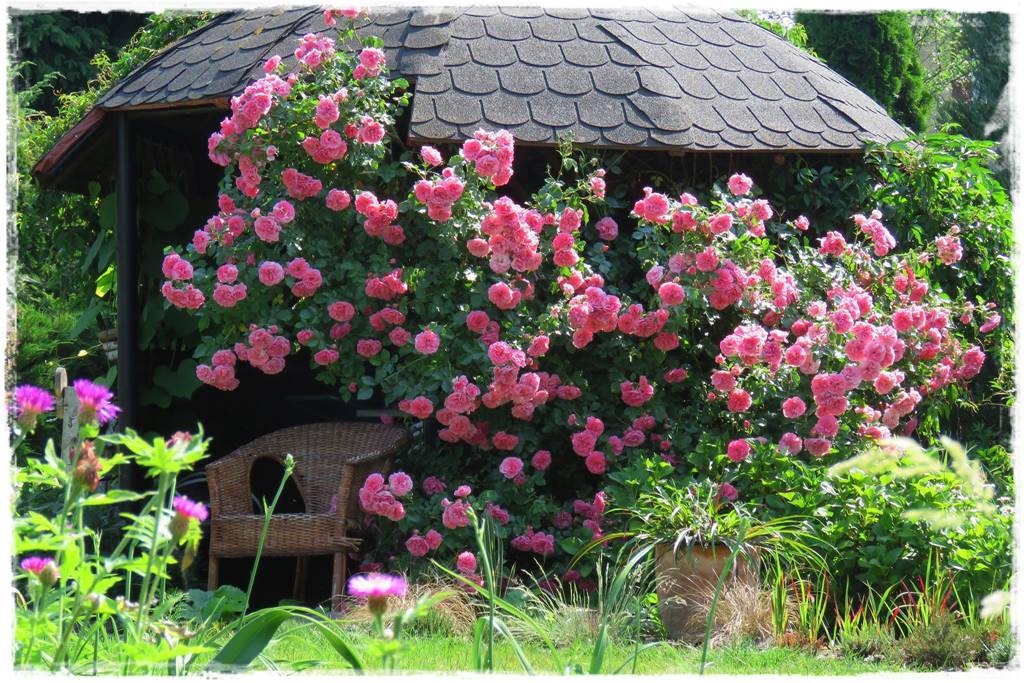 Jak podwiązać róże 0a Jak podwiązać róże 0a