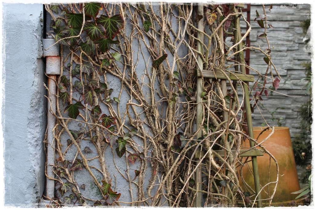 Jak podwiązać róże 0d