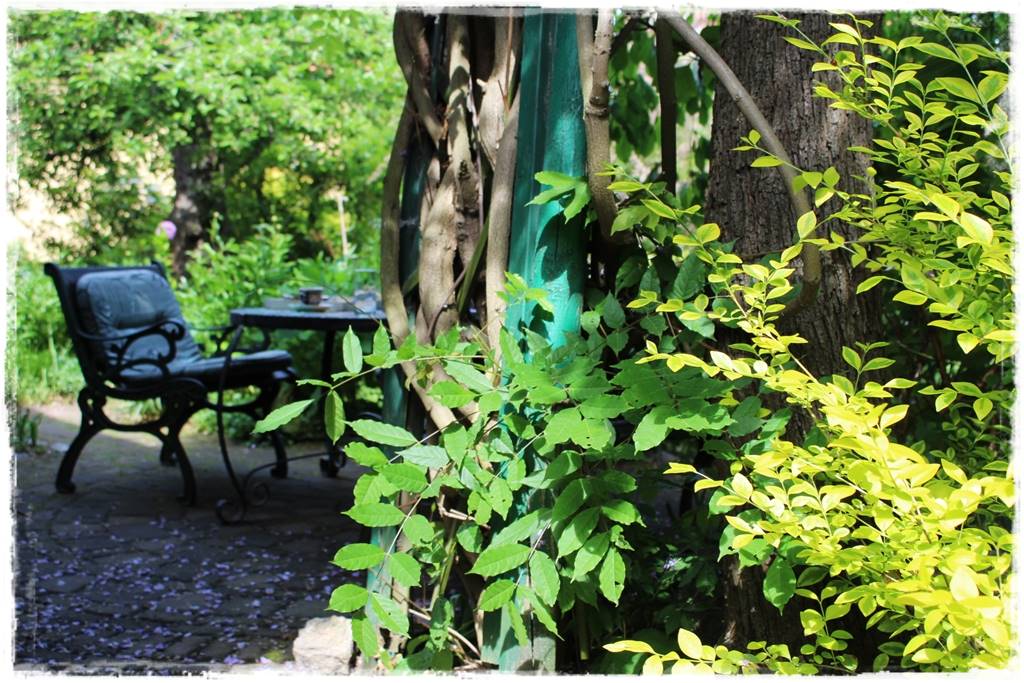 Jak podwiązać róże 1b Jak podwiązać róże 1b