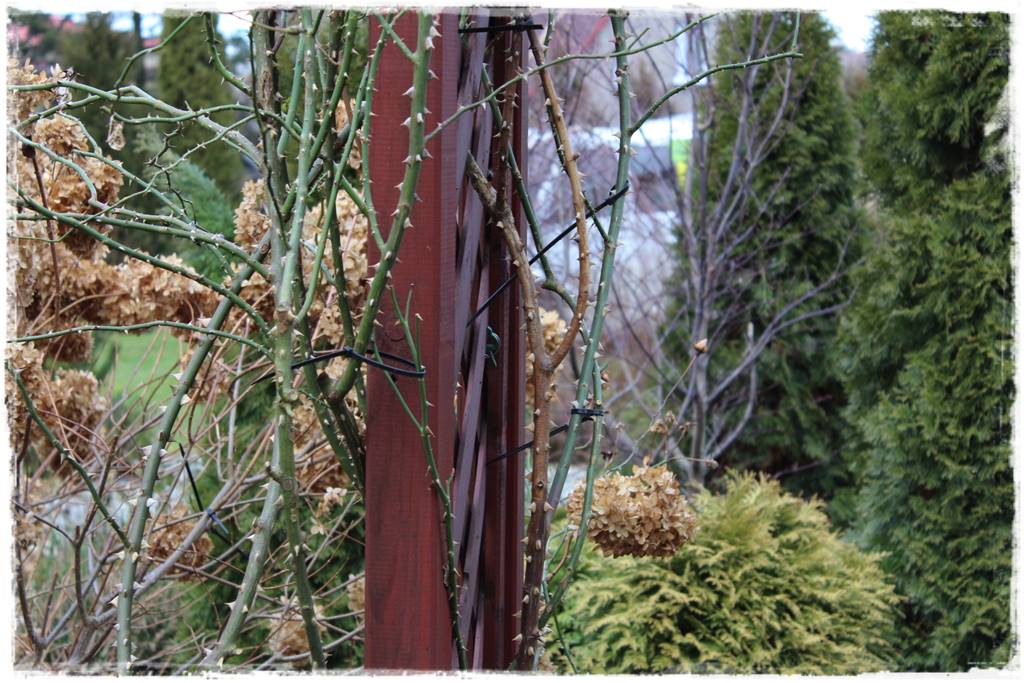 Jak podwiązać róże 1c